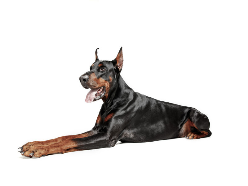 Las razas de perros más peligrosos