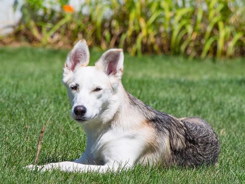 Labsky, la raza de perro husky mezclado con labrador