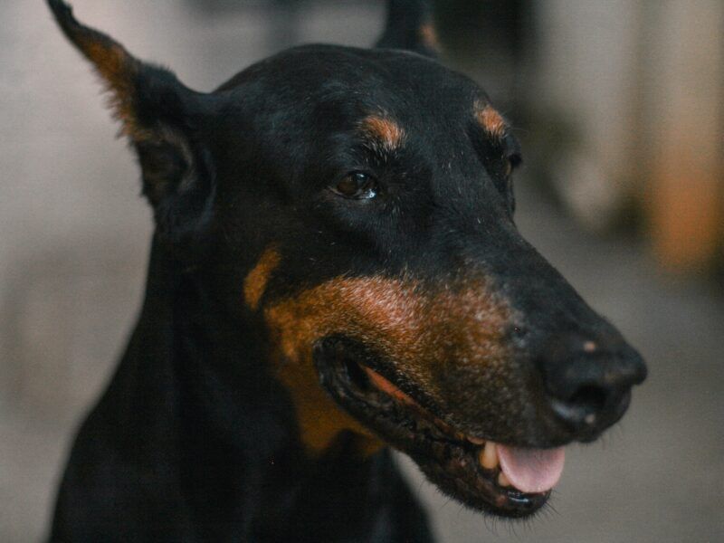 ¿Por qué le cortan las orejas a los Doberman?