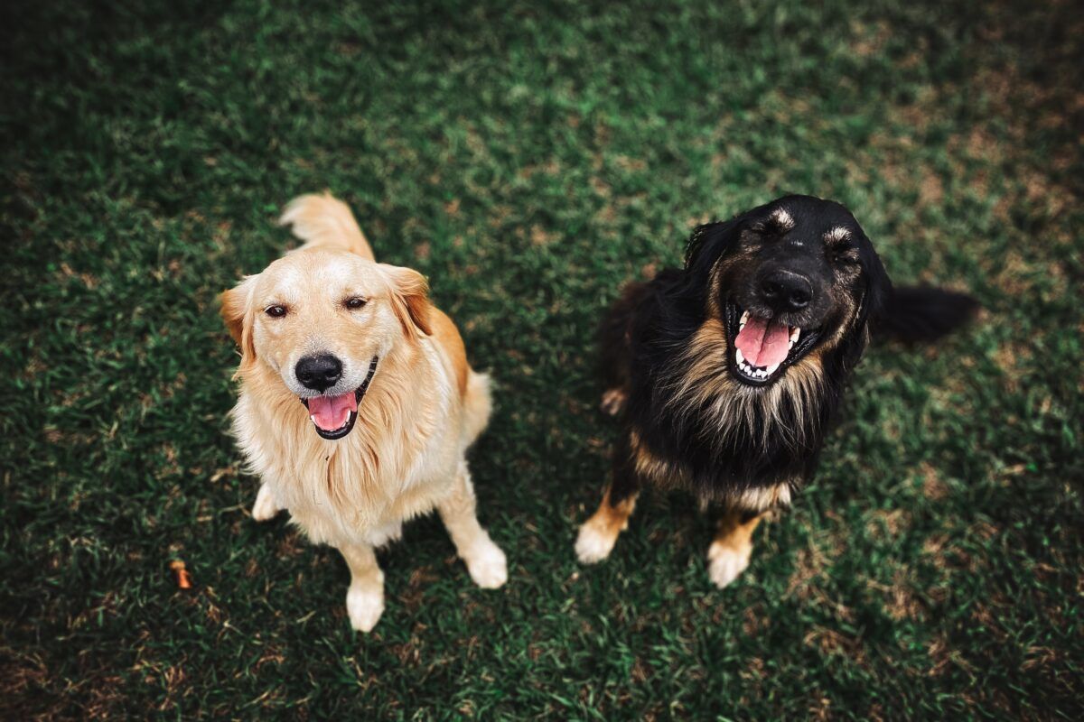 Otitis en perros: causas, síntomas y tratamiento