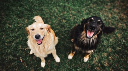 Otitis en perros: causas, síntomas y tratamiento