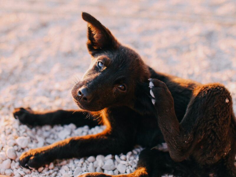 Causas y tratamiento de los hongos en perros