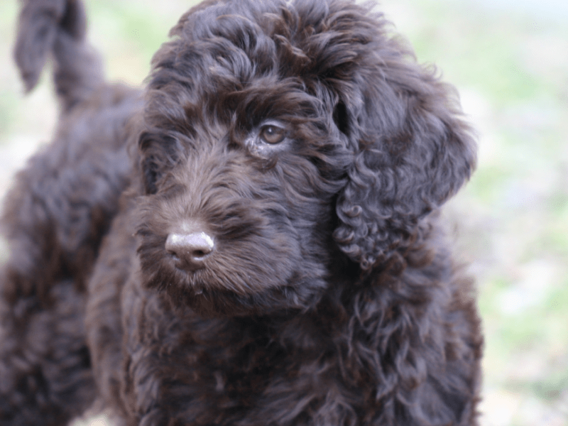 Diferencias entre el Labradoodle y el Goldendoodle