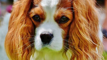¿La raza Cavalier King Charles Spaniel suelta el pelo?