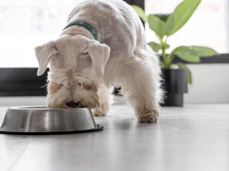 ¿Cuál es el mejor pienso hipoalergénico para perros?