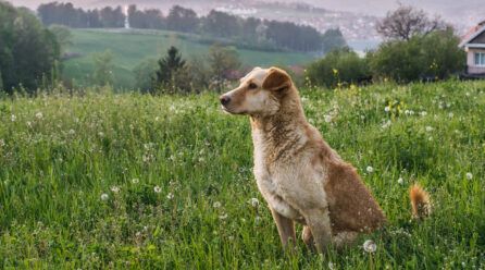 La importancia de comprar pastillas antiparasitarias de calidad para perros