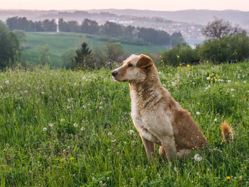 La importancia de comprar pastillas antiparasitarias de calidad para perros