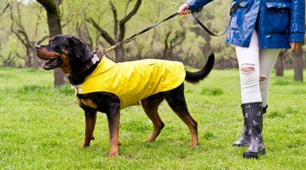 La elegancia, resistencia y calidad de las correas para perros Branni Pets