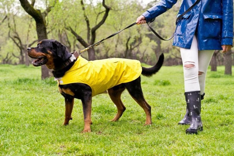 La elegancia, resistencia y calidad de las correas para perros Branni Pets