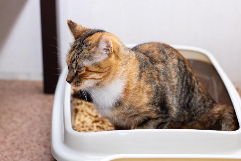 La mejor arena para tu gatito