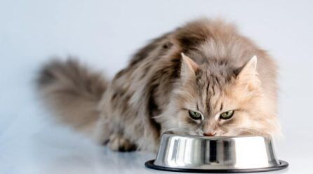 Comida para gatos esterilizados: qué cambia en su alimentación y cómo elegirla
