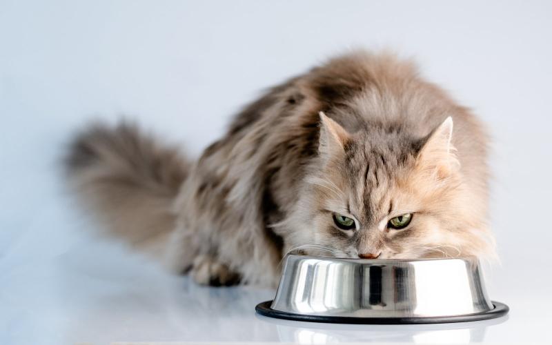 Comida para gatos esterilizados: qué cambia en su alimentación y cómo elegirla